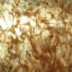 artemia salina 180ml